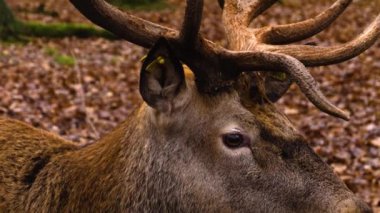 Sonbaharda ormanda Kızıl Geyik 'e yaklaş.