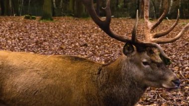 Sonbaharda ormanda Kızıl Geyik 'e yaklaş.