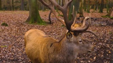 Sonbaharda ormanda Kızıl Geyik 'e yaklaş.