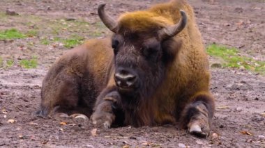 Bizonun yere oturup başını çevirmesine yakın durun..