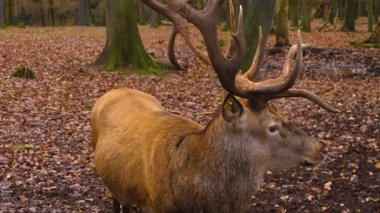 Sonbaharda ormanda Kızıl Geyik 'e yaklaş.