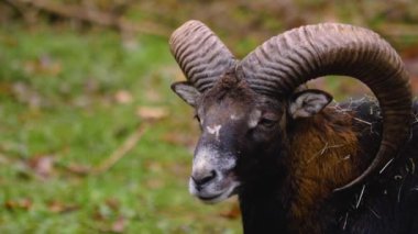 İki Mouflon 'u kapat, sonbaharda güneşli bir günde etrafı kolaçan et