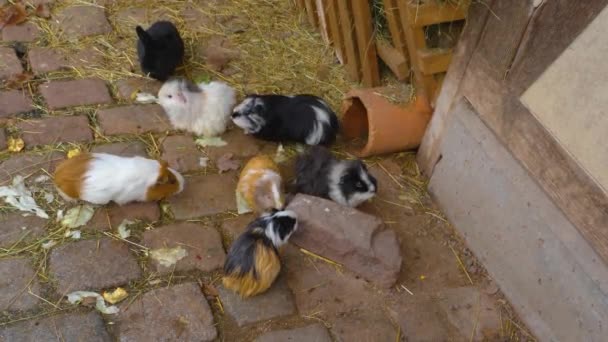 Großaufnahme Von Meerschweinchen Die Auf Dem Boden Sitzen — Stockvideo