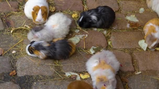 Großaufnahme Von Meerschweinchen Die Auf Dem Boden Sitzen — Stockvideo