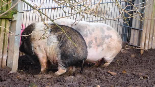 Close Pot Bellied Pig Standing Mud Autumn — Stock Video