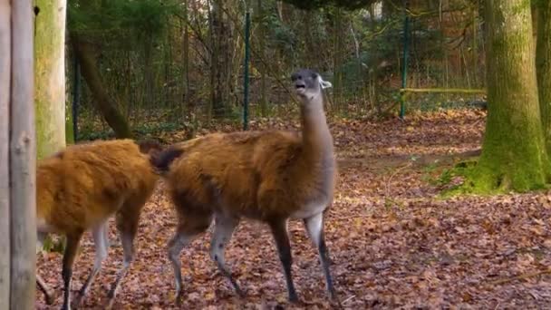 Close Two Guanaco Fighting Pushing Each Other Ground Woods Autumn — 图库视频影像
