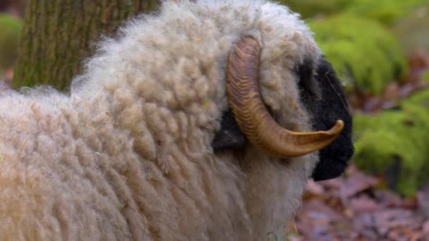 Sluiten Van Blacknose Schapen Staan Rond Het Bos Herfst — Stockvideo