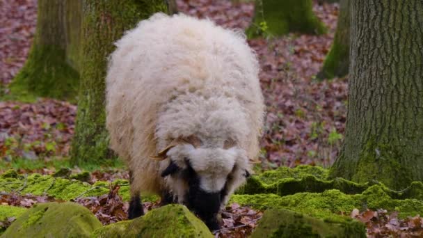 Gros Plan Moutons Bleus Debout Dans Les Bois Automne — Video