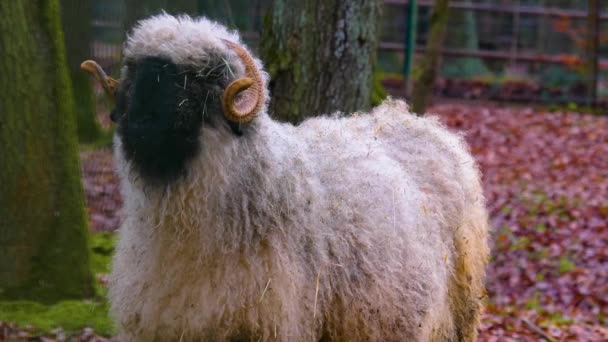 Sluiten Van Blacknose Schapen Staan Rond Het Bos Herfst — Stockvideo