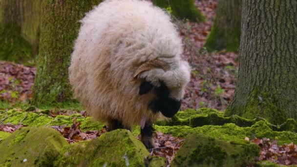 Close Blacknose Sheep Standing Woods Autumn — Stock video