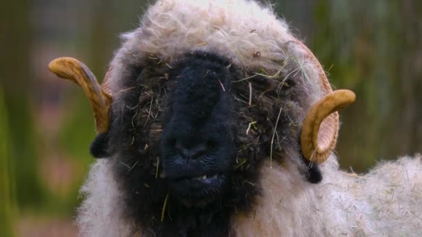 黒鼻羊のクローズアップ — ストック動画