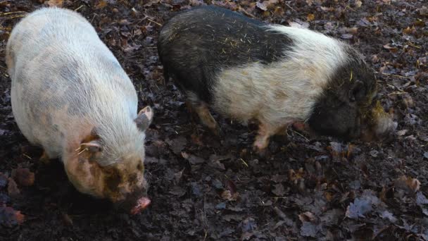 Gros Plan Pot Bellied Pig Debout Dans Boue Automne — Video