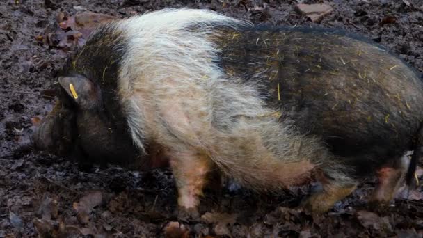 Pot Bellied Pig Közelsége Ősszel Sárban Álldogálva — Stock videók