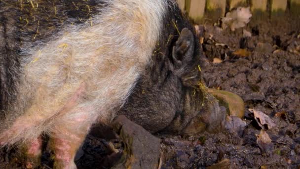 Zbliżenie Pot Bellied Pig Stojąc Błocie Jesienią — Wideo stockowe