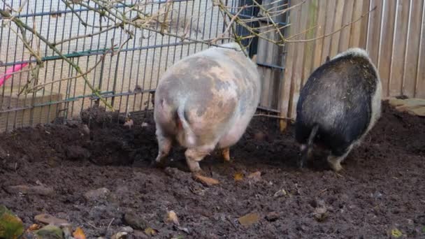 Gros Plan Pot Bellied Pig Debout Dans Boue Automne — Video