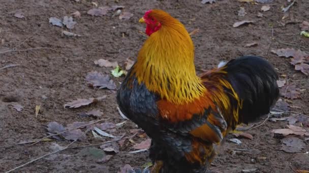 Gros Plan Rooster Debout Autour — Video