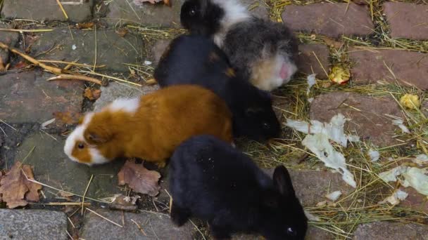 Großaufnahme Von Meerschweinchen Die Auf Dem Boden Sitzen — Stockvideo