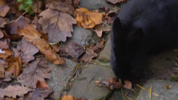 Siyah Cüce Tavşana Yaklaş Yerde Otururken — Stok video