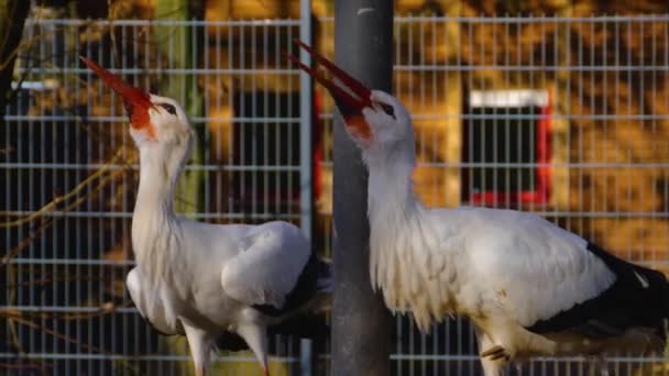 Close White Storks Standing Sunny Day Autumn — 图库视频影像