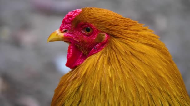 Close Rooster Standing — Stock Video