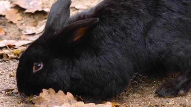 Primer Plano Del Conejo Enano Negro Sentado Suelo — Vídeos de Stock