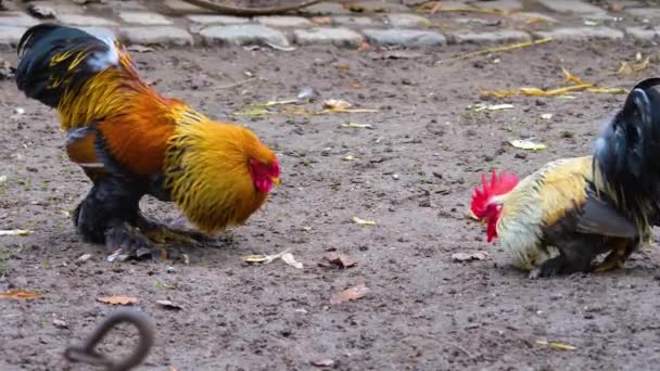 Primer Plano Gallo Pie Alrededor — Vídeo de stock