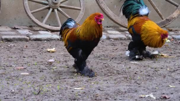 Menutup Rooster Berdiri Sekitar — Stok Video