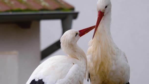 Sluiten Van Witte Ooievaars Staan Rond Een Zonnige Dag Herfst — Stockvideo