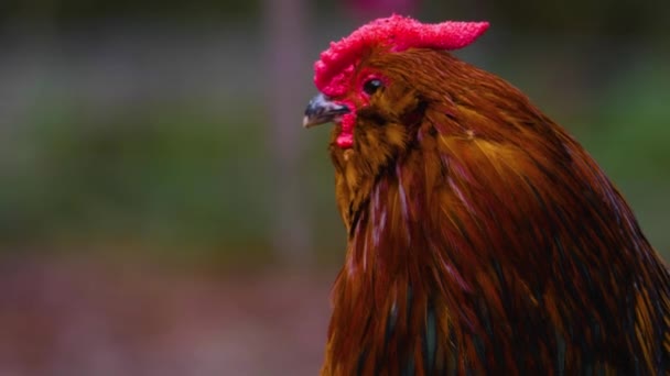 Menutup Rooster Berdiri Sekitar — Stok Video