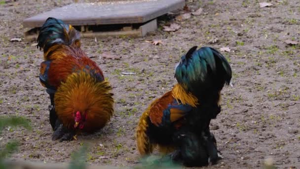 公鸡站在附近的特写镜头 — 图库视频影像