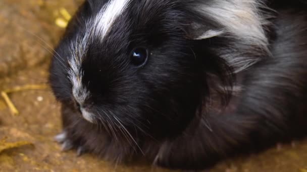 Close Guinea Pig Sitting Ground — Stockvideo