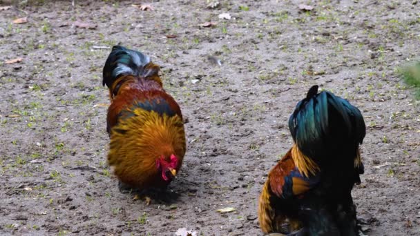 Primer Plano Gallo Pie Alrededor — Vídeos de Stock