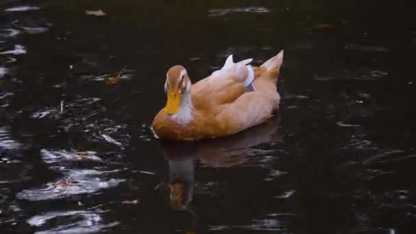 Close Van Eenden Een Vijver Zwemmen Rond — Stockvideo