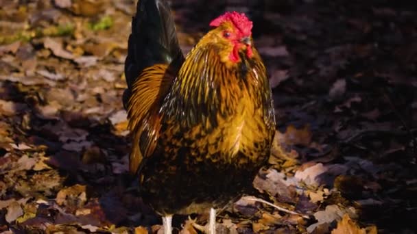 Primer Plano Gallo Pie Alrededor — Vídeo de stock