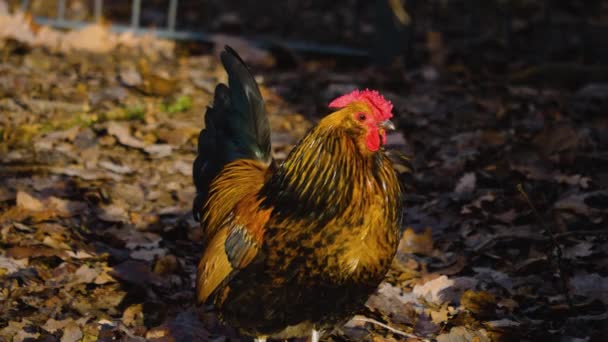 Lähikuva Rooster Seisoo Noin — kuvapankkivideo