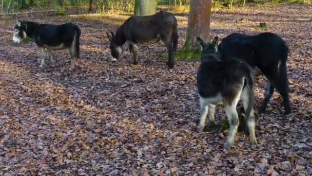 Close Donkey Ass Standing Forest Sunny Day Autumn — Video