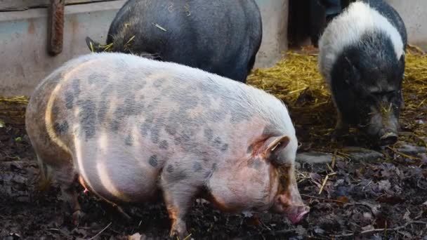 Κοντινό Πλάνο Της Pot Belly Pig Στέκεται Γύρω Στη Λάσπη — Αρχείο Βίντεο