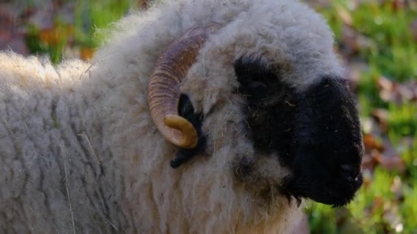 Zbliżenie Blacknose Owiec Stojących Lesie Jesienią — Wideo stockowe