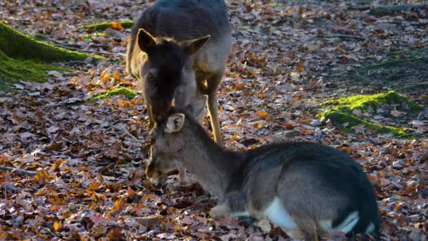 Sluiten Van Damherten Het Bos Een Zonnige Herfstdag — Stockvideo