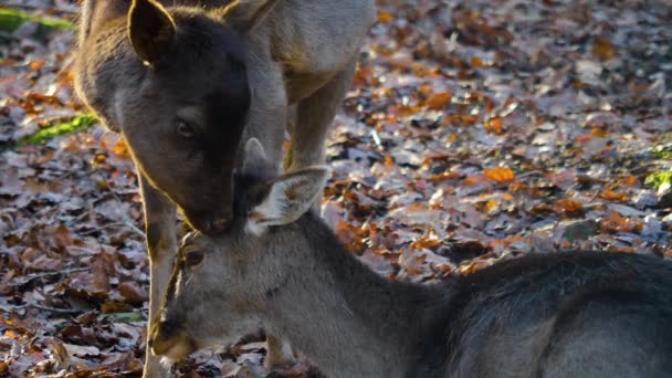 Sluiten Van Damherten Het Bos Een Zonnige Herfstdag — Stockvideo