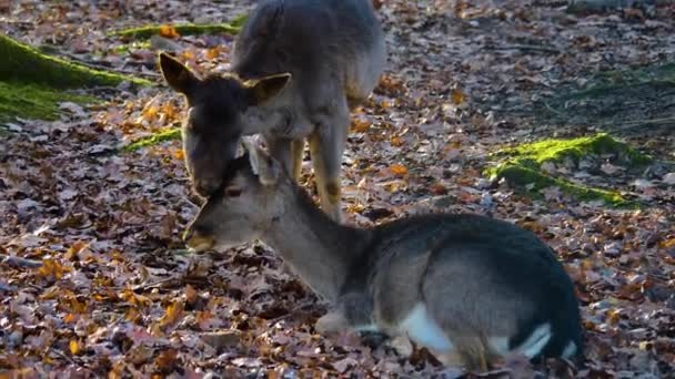 Nahaufnahme Von Damhirschen Wald Einem Sonnigen Herbsttag — Stockvideo