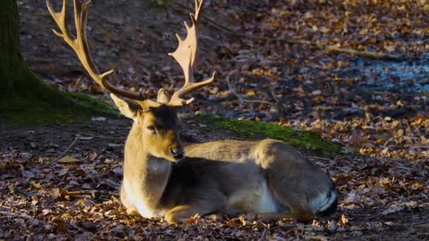 秋天阳光灿烂的一天 密闭在树林里的鹿群 — 图库视频影像