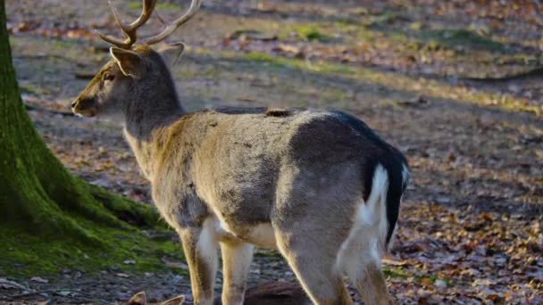 Sluiten Van Damherten Het Bos Een Zonnige Herfstdag — Stockvideo