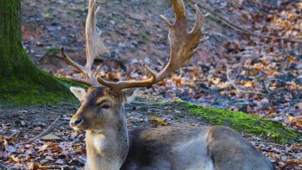 Gros Plan Cerf Barrage Dans Les Bois Par Une Journée — Video