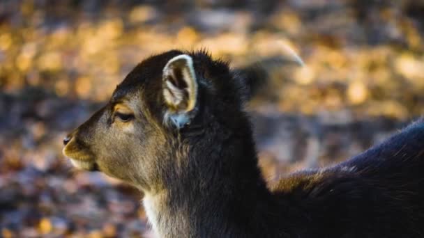 Primer Plano Los Ciervos Bosque Día Soleado Otoño — Vídeos de Stock