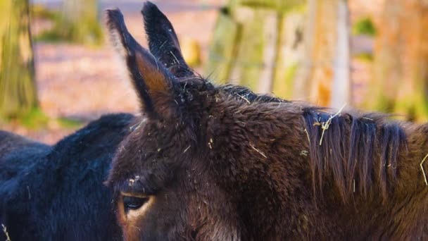 Close Donkey Ass Standing Forest Sunny Day Autumn — Stok video