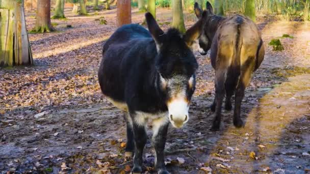 Close Donkey Ass Standing Forest Sunny Day Autumn — Stockvideo
