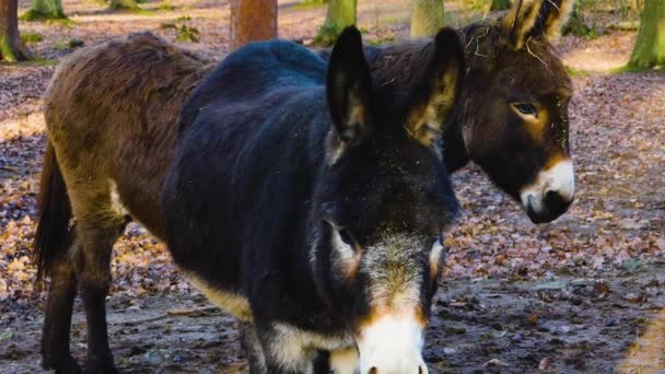 Close Donkey Ass Standing Forest Sunny Day Autumn — ストック動画