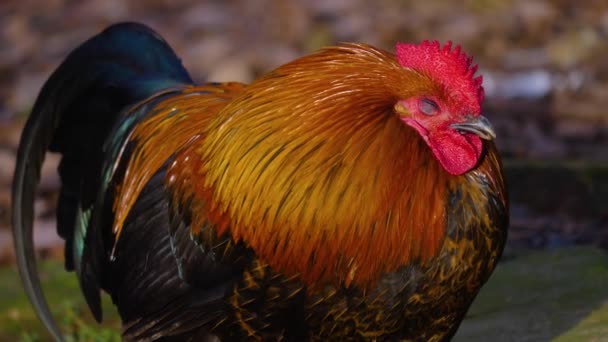 Vicino Rooster Piedi — Video Stock