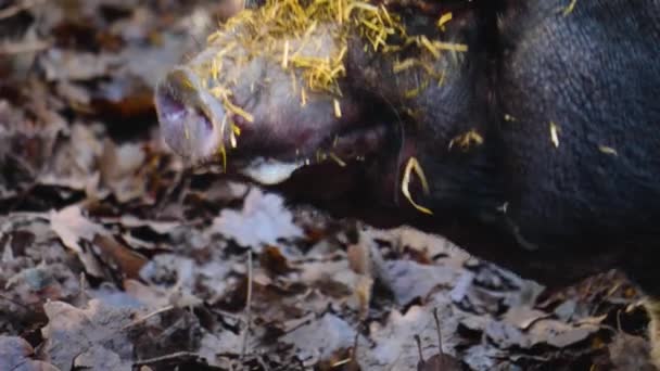 Close Pot Bellied Pig Farejando Procurando Redor Outono — Vídeo de Stock